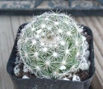 Mammillaria Candida Golf Ball Pincushion Cactus Pink Flowers 41. Fixed Price $10.95.